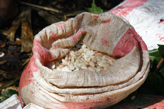Cocoa Beans in Sack 