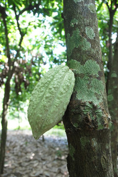 Cocoa Pod growing on tree