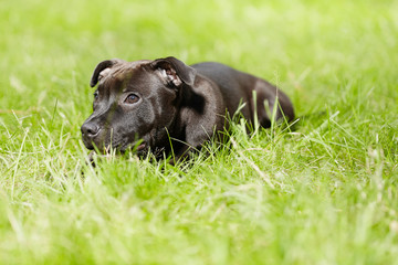 Staffordshire bull terrier male puppy three months old in park