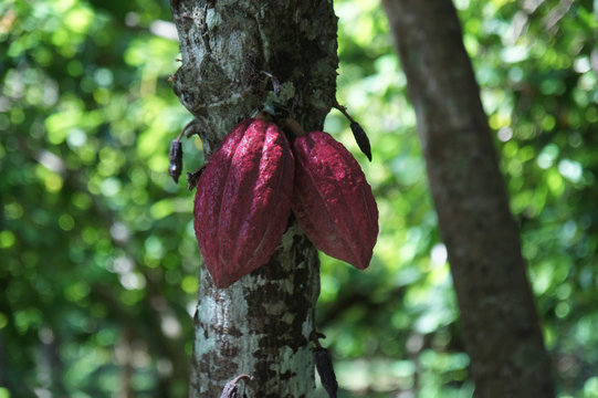 Red Cocoa Pods Ripening