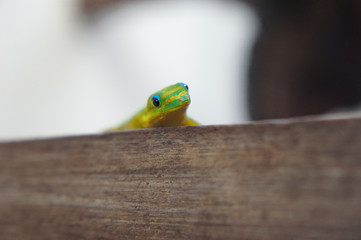 Gold Dust Day Gecko Peering Curiously Over Table