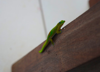 Gold Dust Day Gecko Climbing Over Table Edge