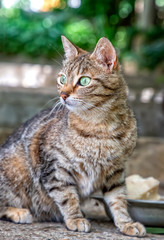 Obraz premium Portrait of beauty cat after eating in the garden. Vertical view.