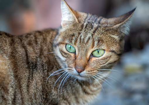 Portrait of beauty wild cat with green eyes in the garden