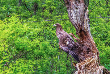 bird on a tree