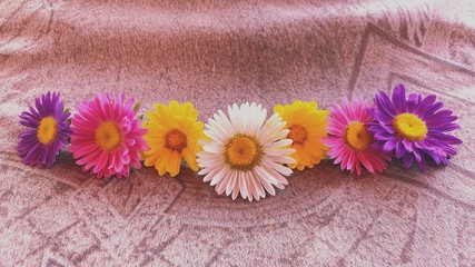 Photography of flower on rusty background