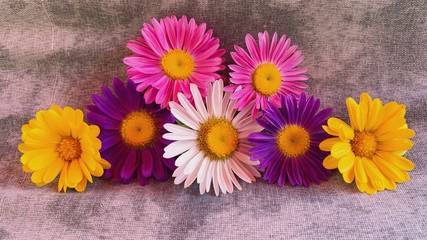 Photography of flower on rusty background