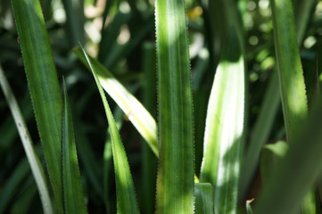 Pineapple Tree Leafs