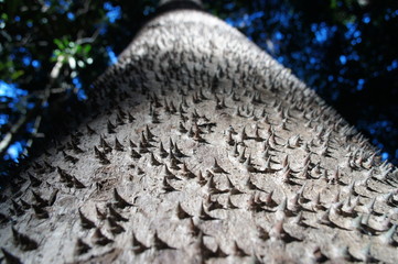Vertiical view of pachypodium lamerei 