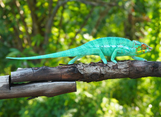 Green panther chameleon walking across branch