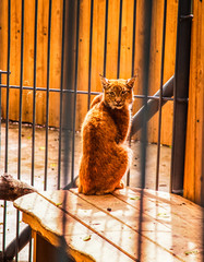 cat in the window