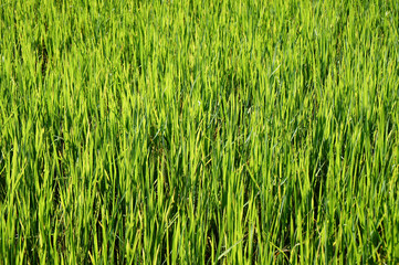 Rice paddy Close Up Growing in Sunlight