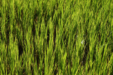 Obraz premium Rice paddy Close Up Growing 