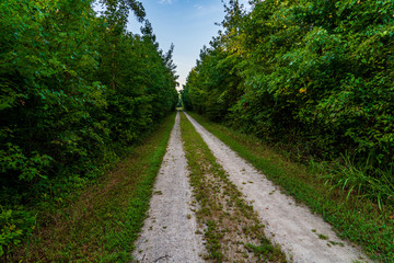 road in the forest