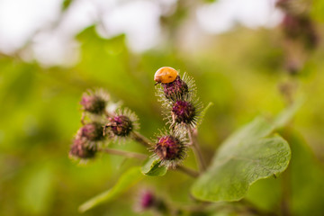bee on a flower