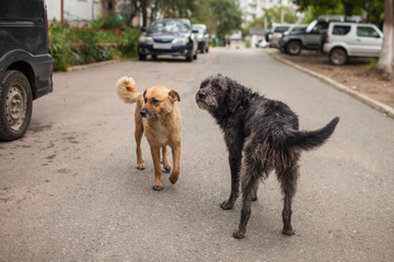 dog on the street