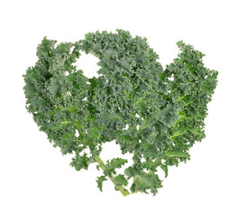 A healthy fresh  organic curly kale leaves  on an isolated white background