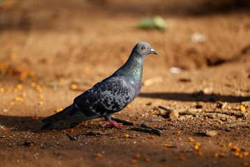 Pigeon 