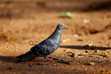 Pigeon 