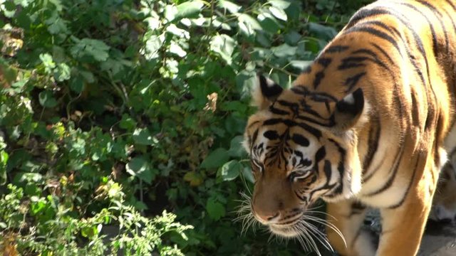 tiger is walking, slow motion