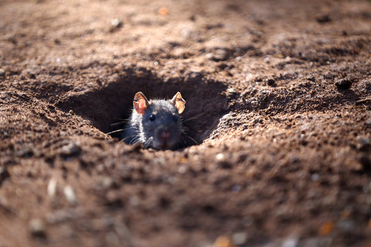 Rat Hole
