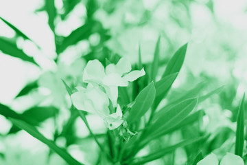 Neo-mint background. Colour of the year 2020.