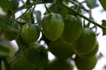 the young tomatoes in the garden