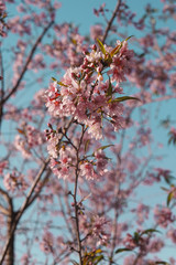 Árvore Cerejeira Florida na Primavera 