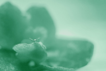 Neo-mint background. Colour of the year 2020.