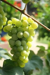 Vine and bunch of white grapes in garden