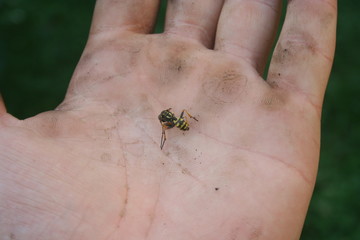 Dead insect wasp on a man's hand. The sting of a wasp