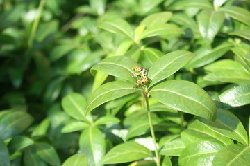 a dead wasp resting on a leaf