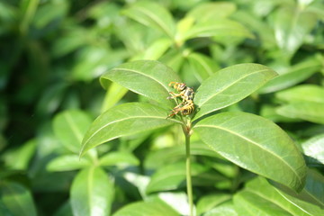 Close up macro of a dead hornet on a green leaf