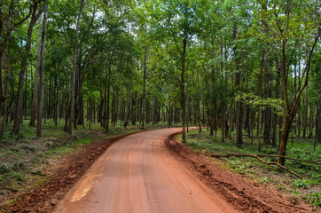 Dirt road in to forest