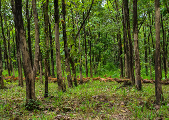 Gazelle or Hog deer in the wild