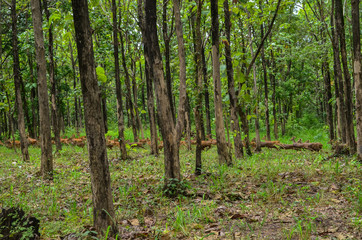 Gazelle or Hog deer in the wild
