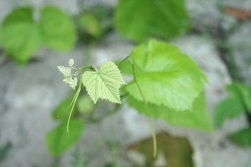 Small fresh green leaves of grapevine. Close-up of flowering grape vines, grapes bloom during day. Grape seedlings on a vine,