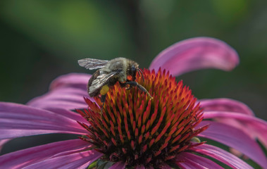 bee on flower