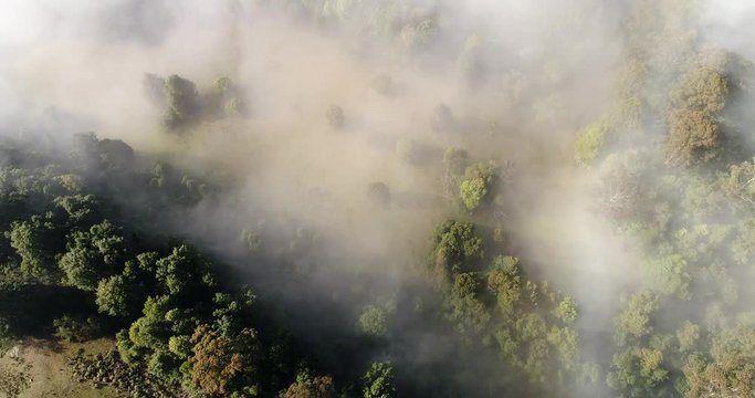 Ephemeral landscape of agriculture farms with trees and water pits covered by milky fog in elevated aerial top down view over Kangaroo Valley.