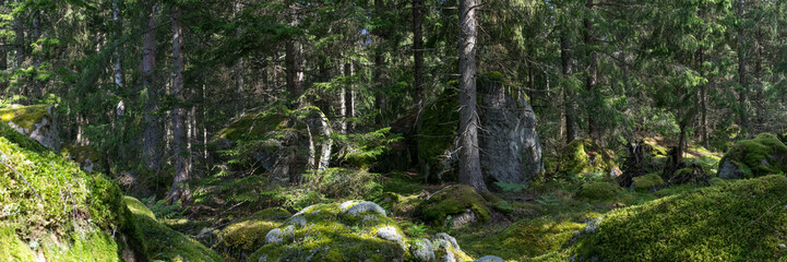 Wald in Smaland in Schweden