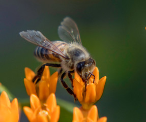 bumble bee on a yellow flower 