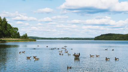 Forest lake with ducks in Sweden