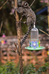 Macaco bebendo água no jardim