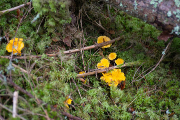 Chantarelles