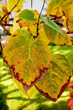 Herzblatt im Herbst