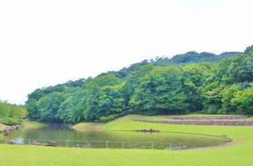 夏　緑　池　風景　公園　杤木