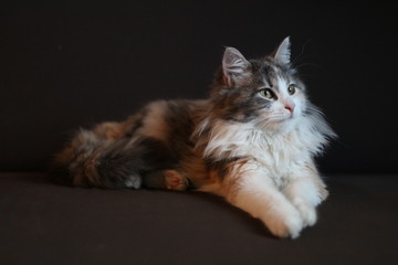 chatoune