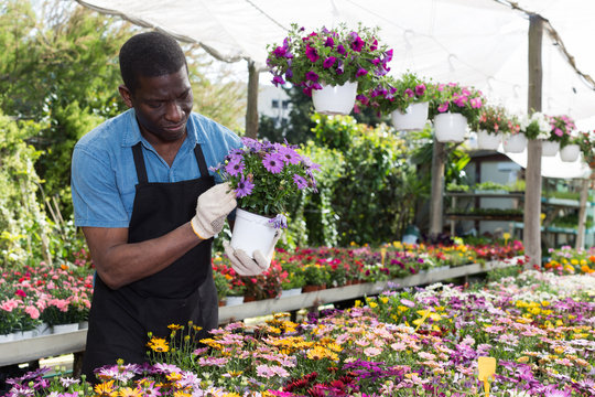 Man florist working in greenhouse