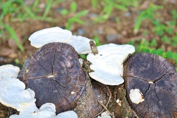 切り株　きのこ　夏　森　杤木