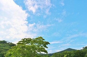 Obraz premium 風景 夏 空 緑 杤木